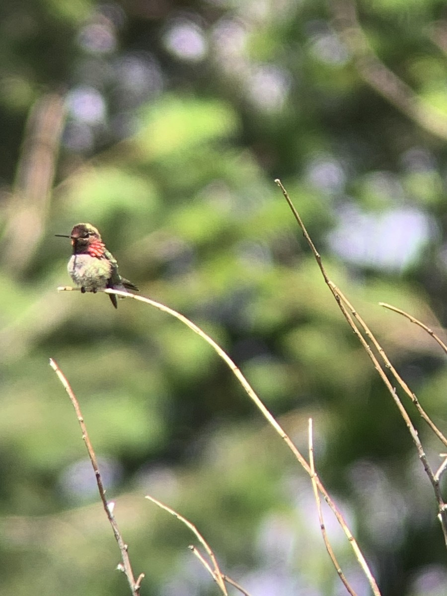 Colibrí de Anna - ML620246454