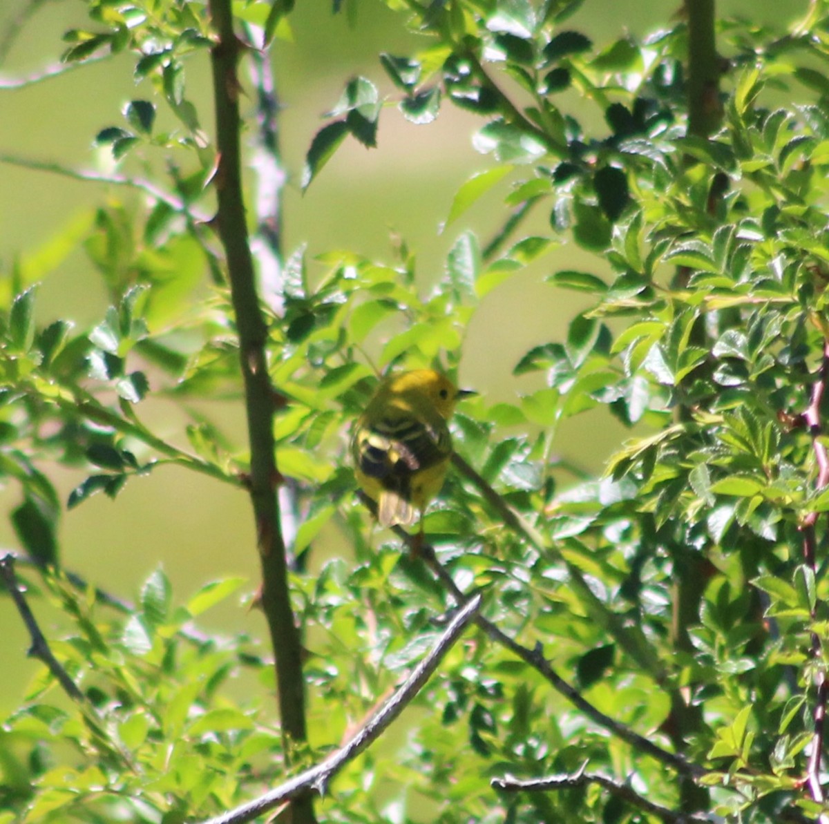 Yellow Warbler - ML620246459