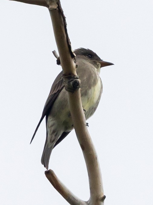 Olive-sided Flycatcher - ML620246464