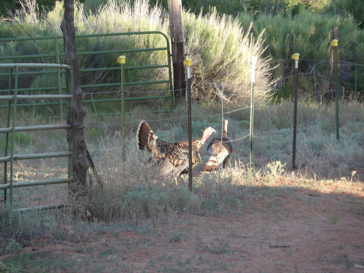 Guajolote Gallipavo - ML620246471