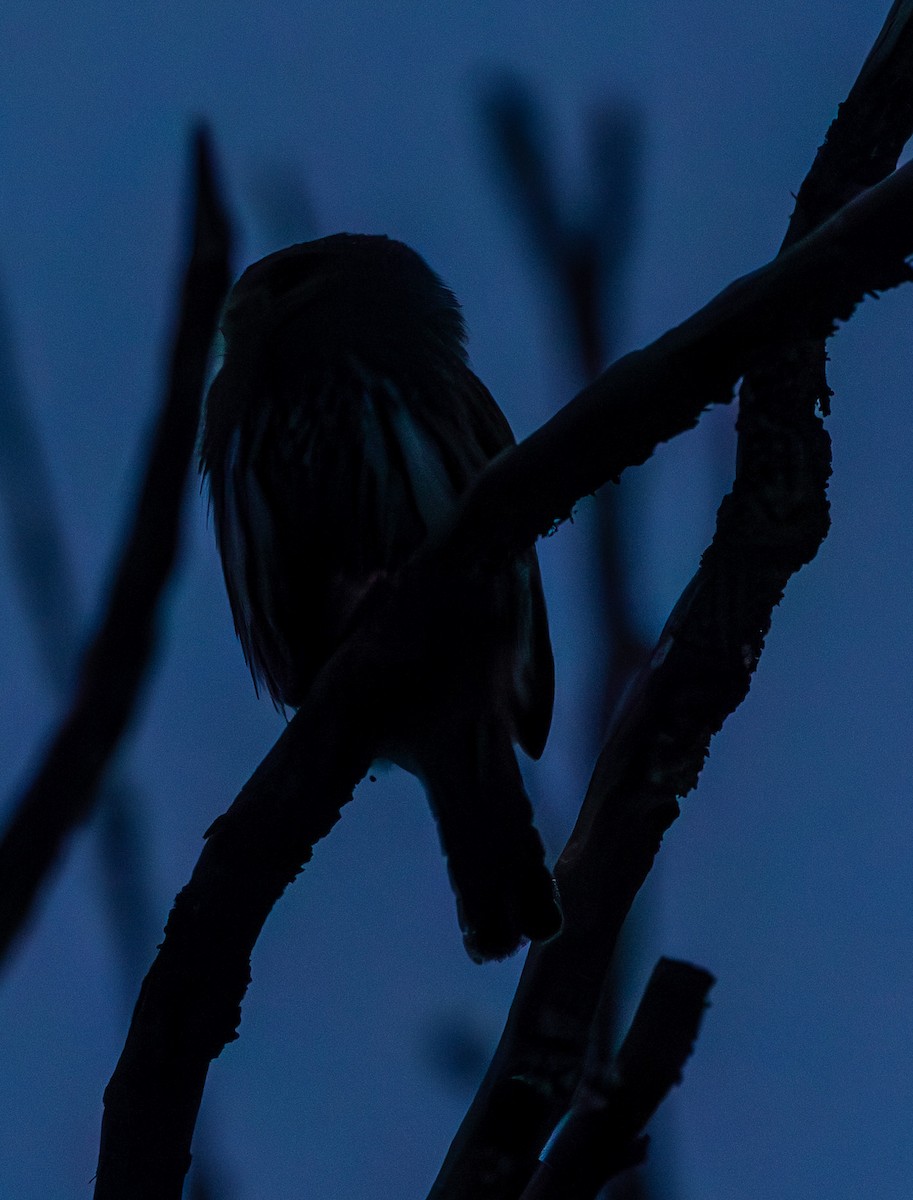 Northern Pygmy-Owl - ML620246477