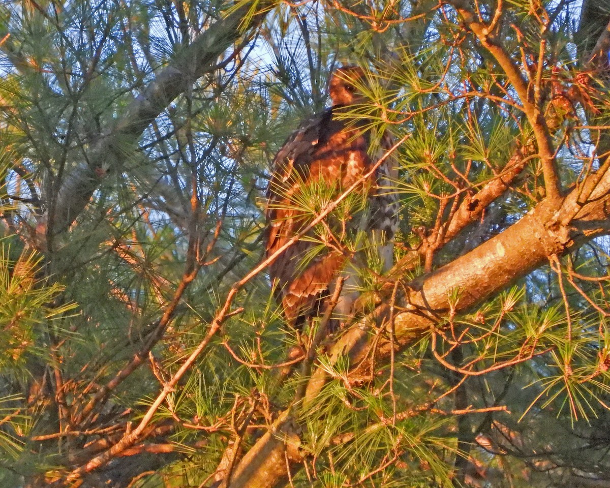Red-tailed Hawk - ML620246479