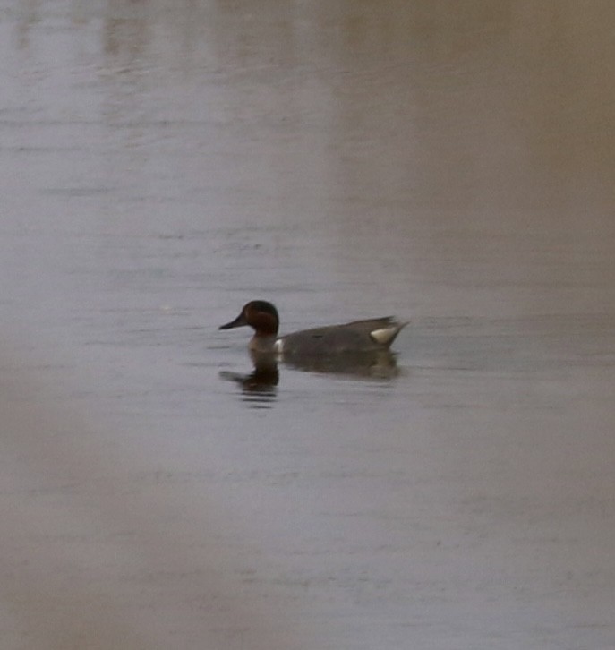 Green-winged Teal - ML620246482