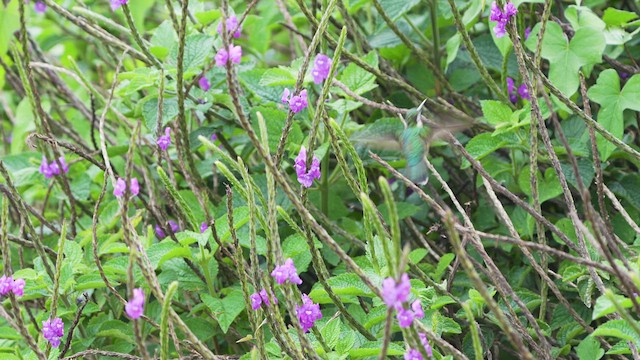 Colibri à gorge pourprée - ML620246483