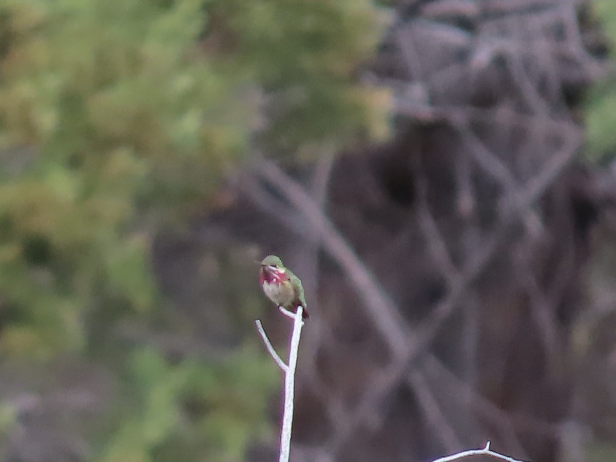 Calliope Hummingbird - Jenny Jones