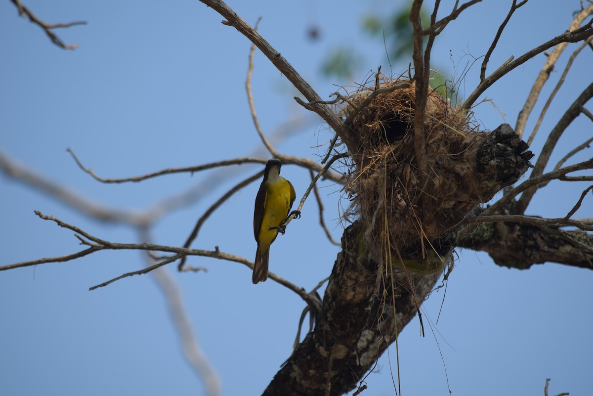 Social Flycatcher - ML620246500