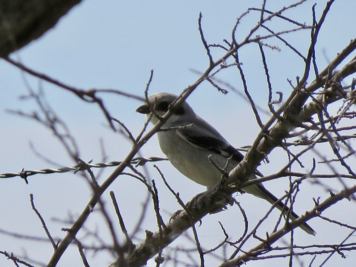 Loggerhead Shrike - ML620246502