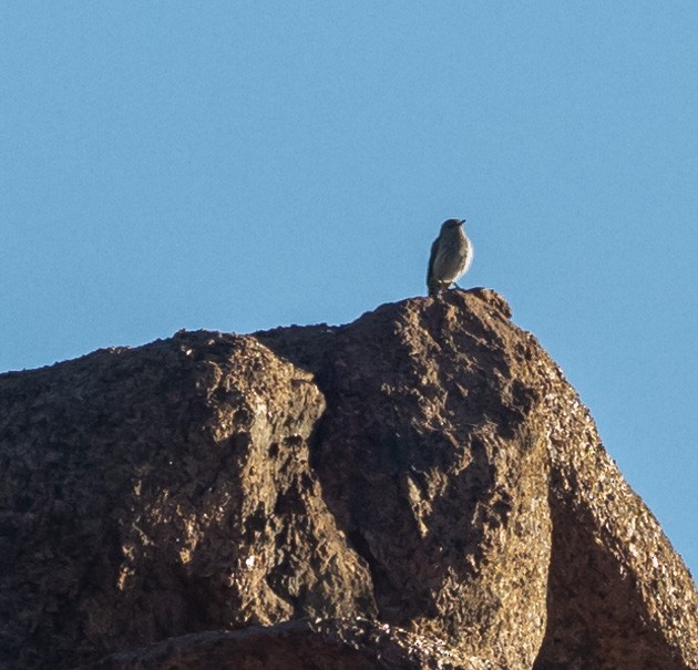 Rock Wren - ML620246507