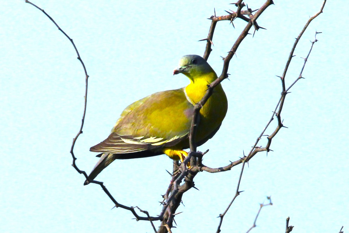 Yellow-footed Green-Pigeon - ML620246511