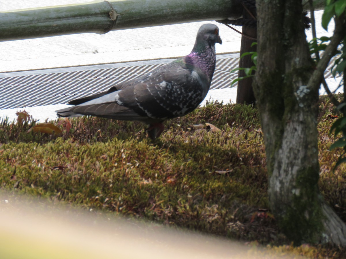 Rock Pigeon (Feral Pigeon) - ML620246512