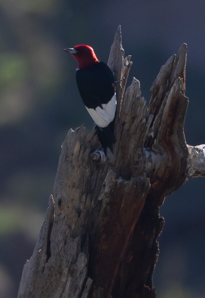 Red-headed Woodpecker - ML620246518