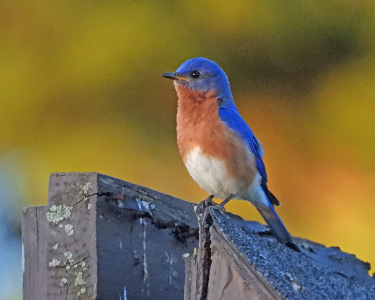 Eastern Bluebird - ML620246526