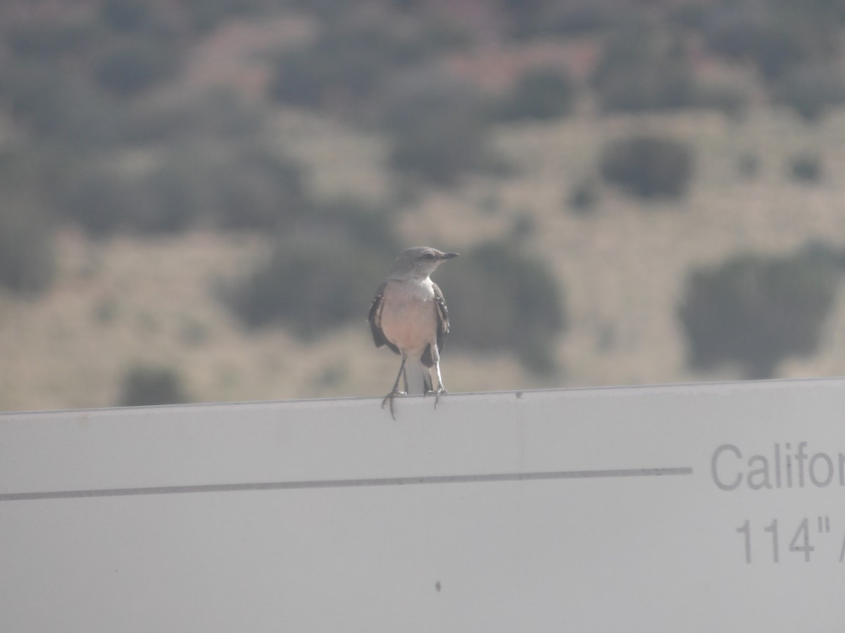 Northern Mockingbird - ML620246527