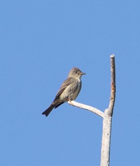 Olive-sided Flycatcher - ML620246528