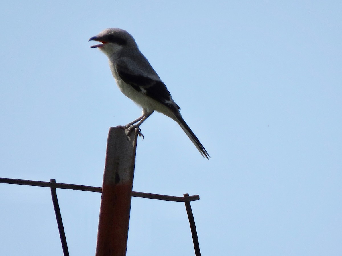 Loggerhead Shrike - ML620246530