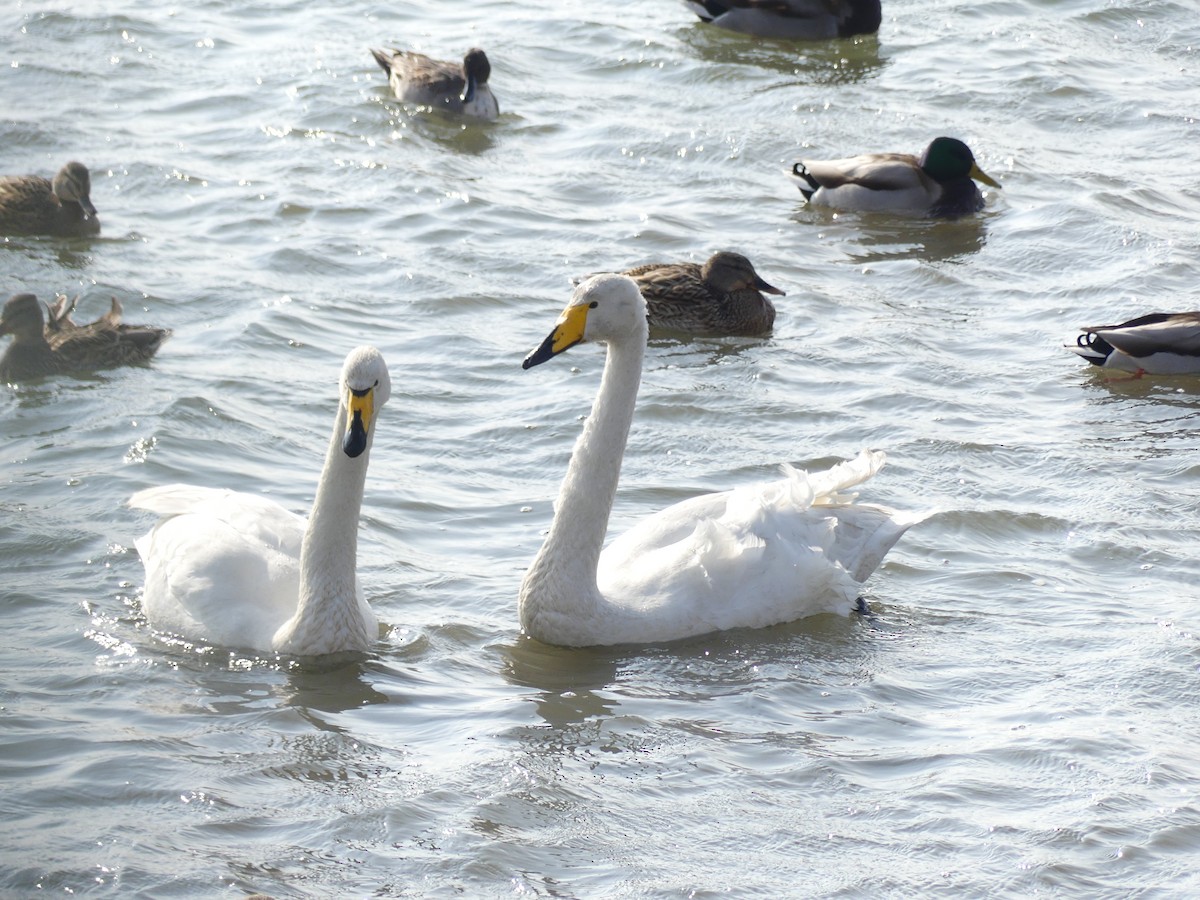 Whooper Swan - ML620246542