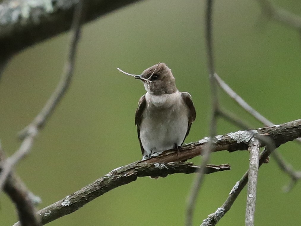 Golondrina Aserrada - ML620246549