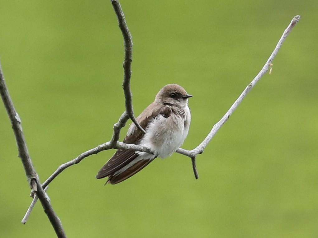 Northern Rough-winged Swallow - ML620246550