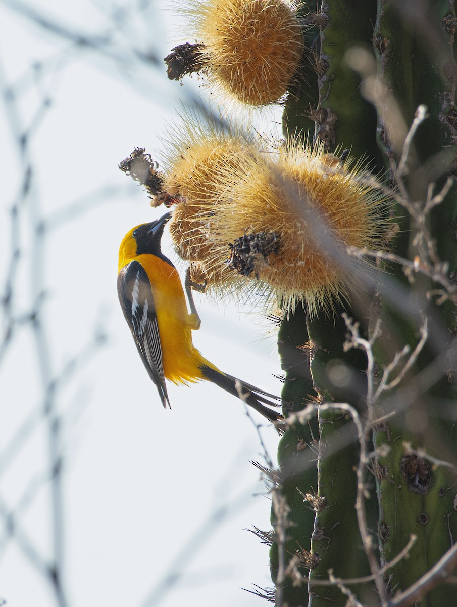 Hooded Oriole - ML620246551