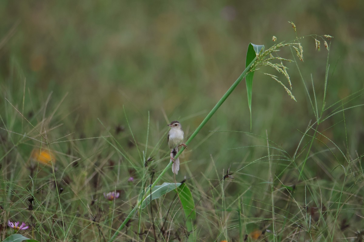 Prinia Sencilla - ML620246558