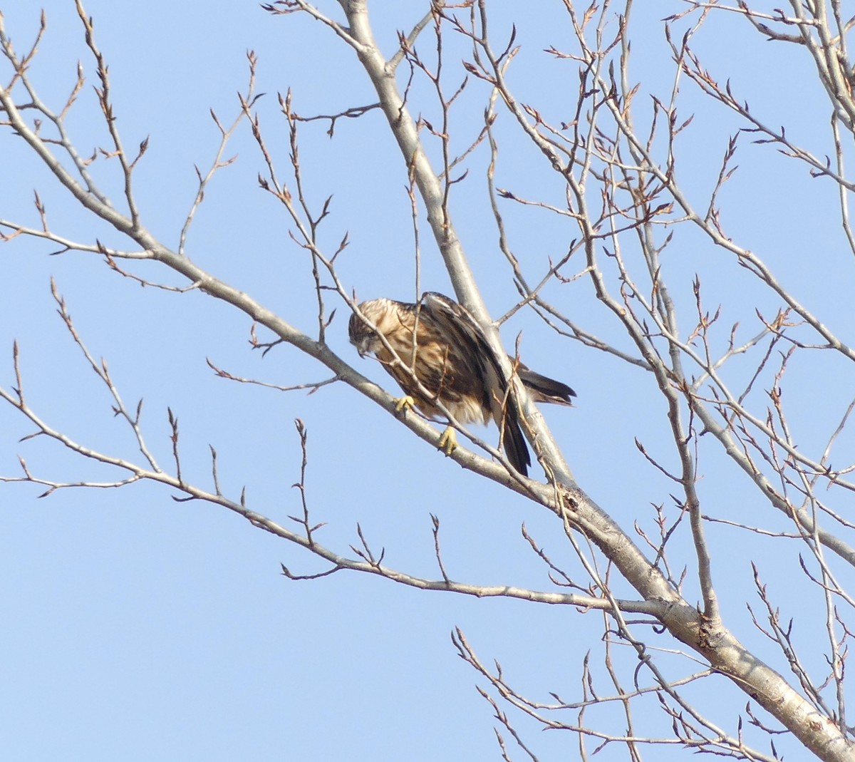 Eastern Buzzard - ML620246561