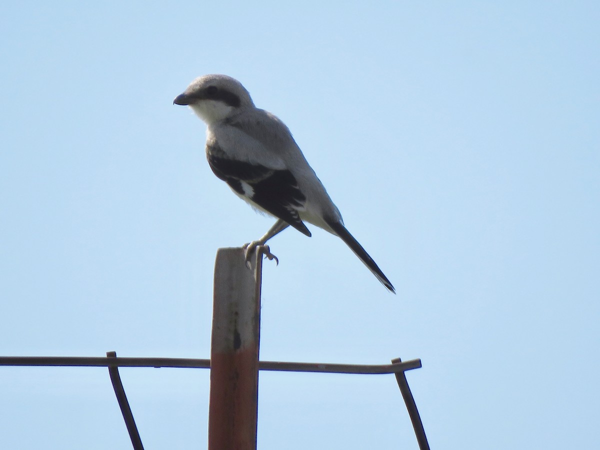 Loggerhead Shrike - ML620246572