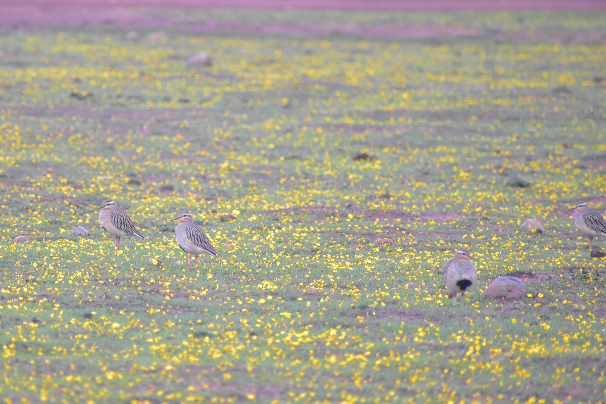 Tawny-throated Dotterel - ML620246574