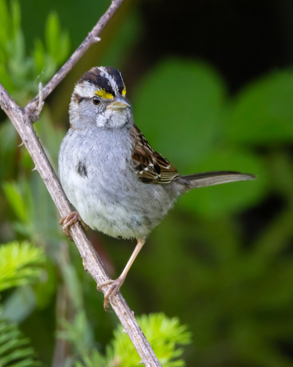 White-throated Sparrow - ML620246577