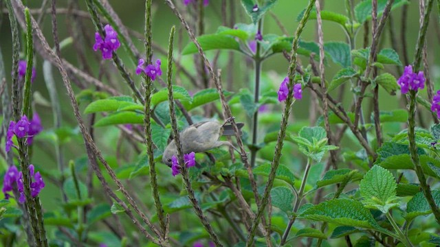 Slaty Flowerpiercer - ML620246583