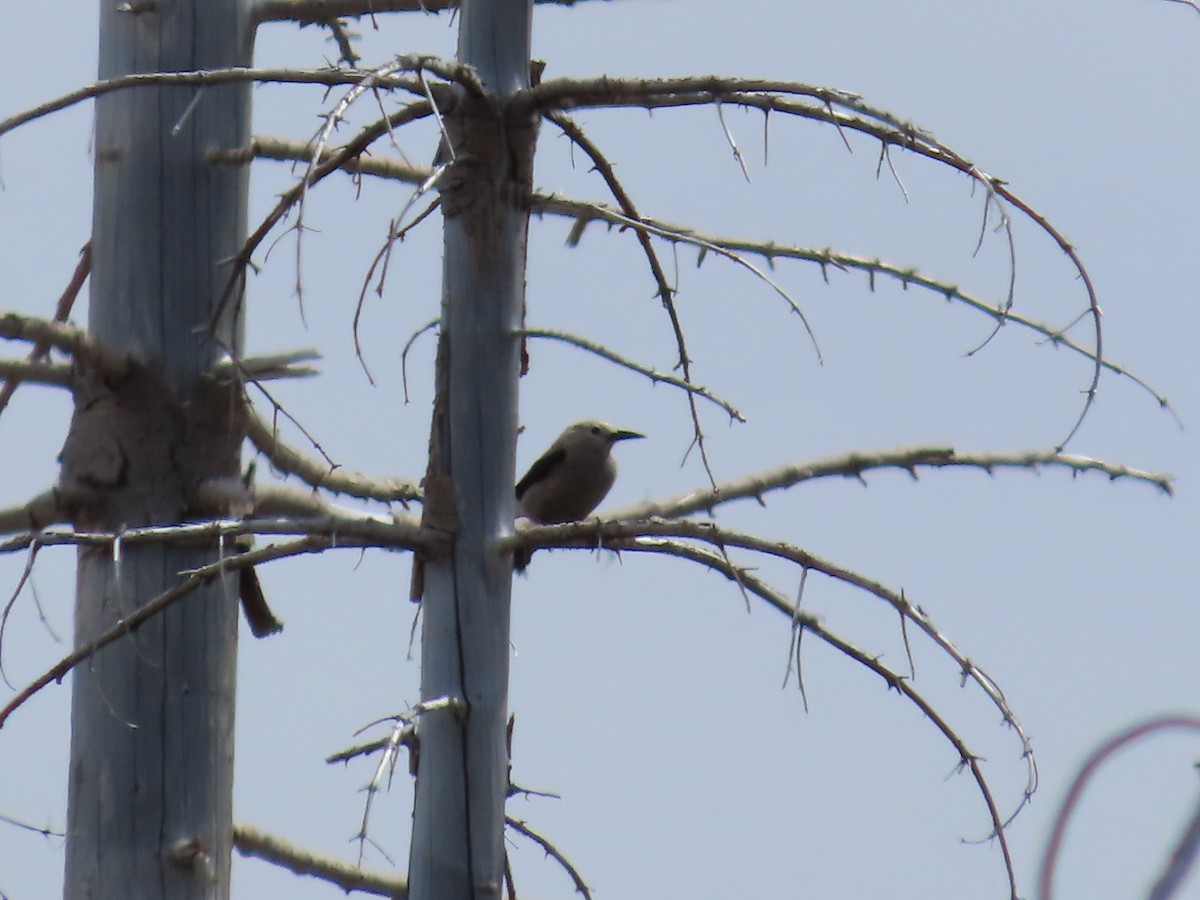 Clark's Nutcracker - ML620246590