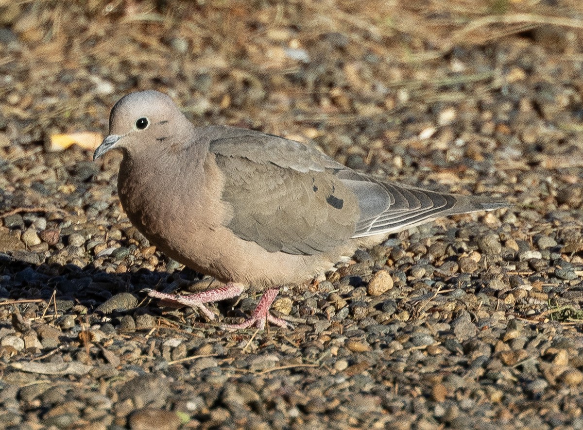 Eared Dove - ML620246591