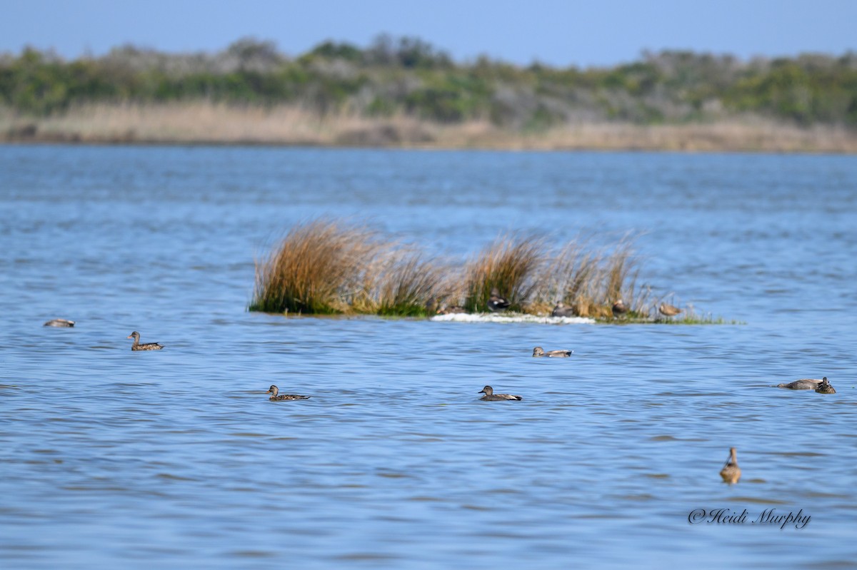 Gadwall - ML620246600