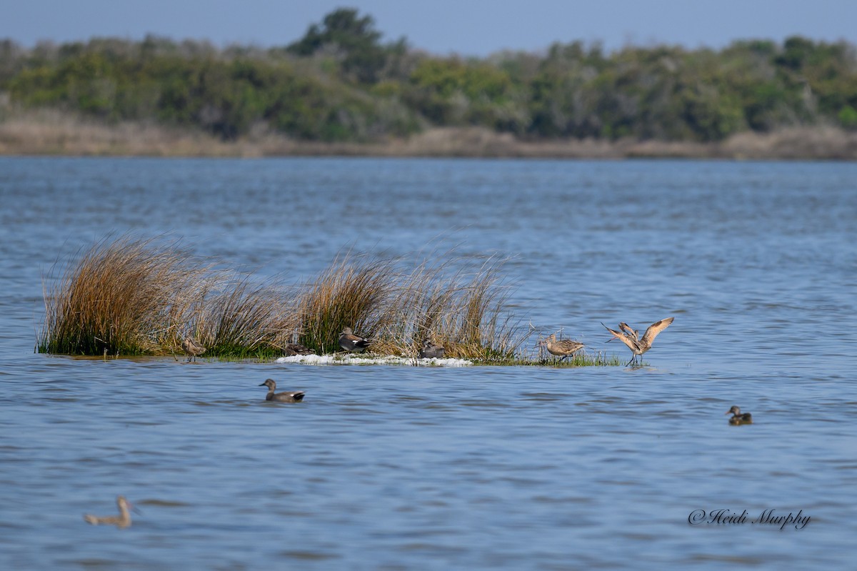 Gadwall - ML620246601