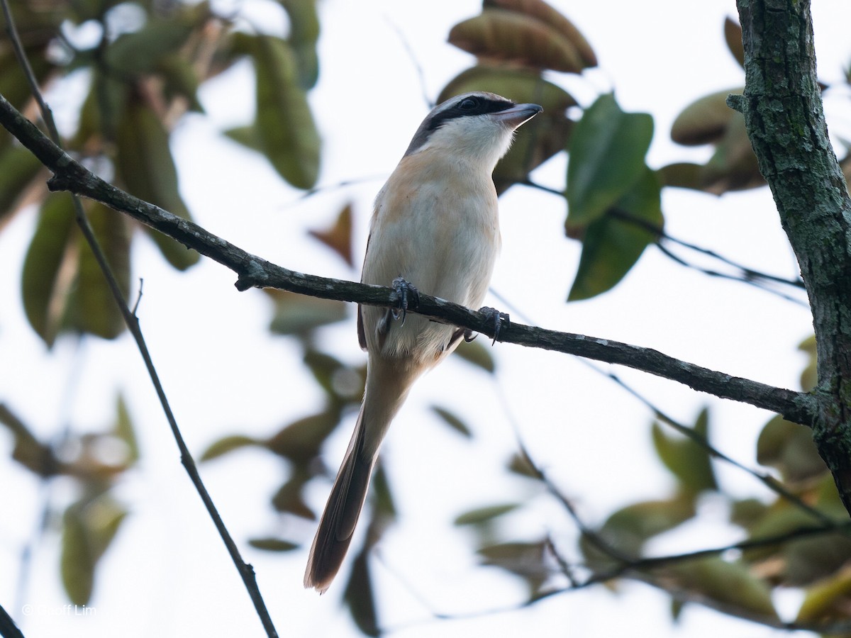 Brown Shrike - ML620246604