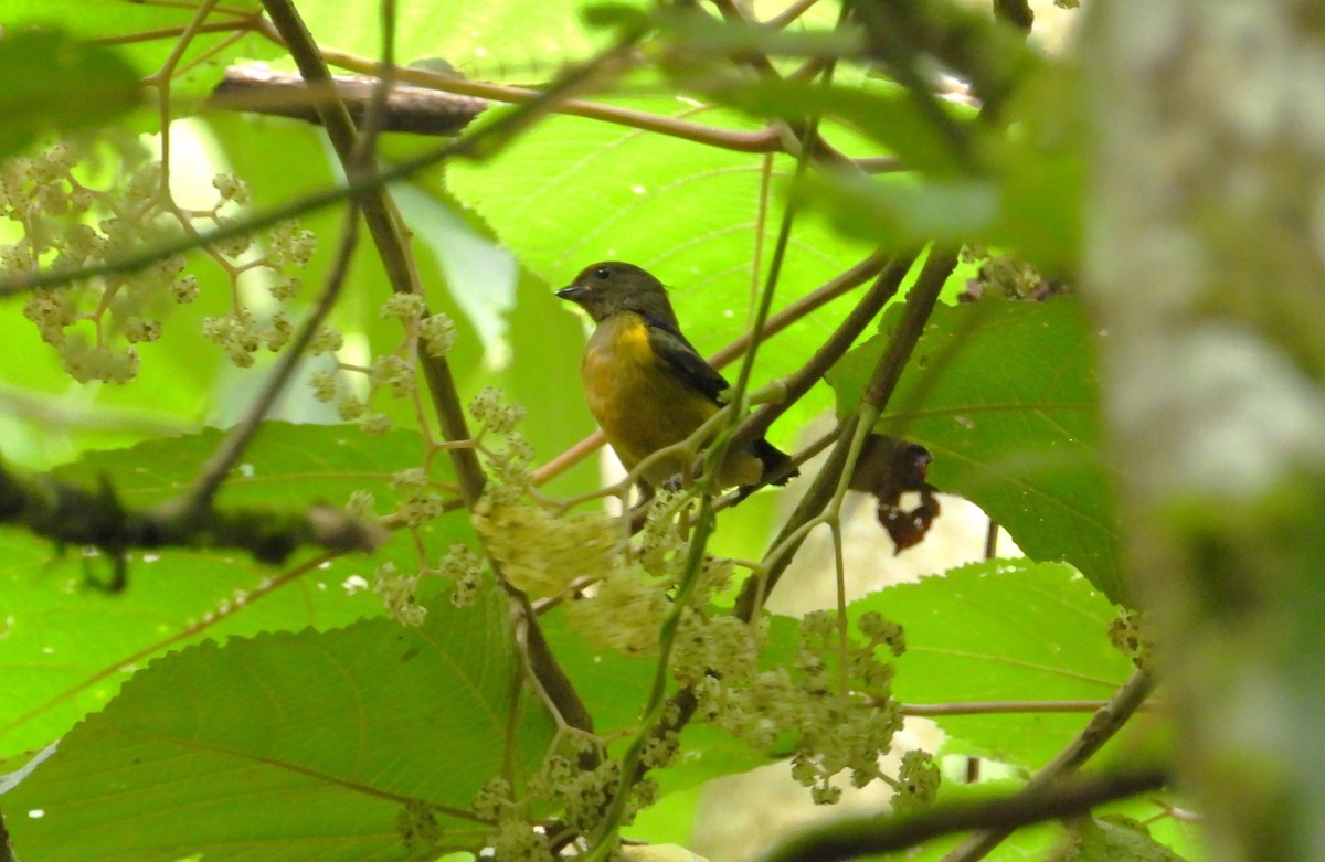 Orange-bellied Euphonia - ML620246608