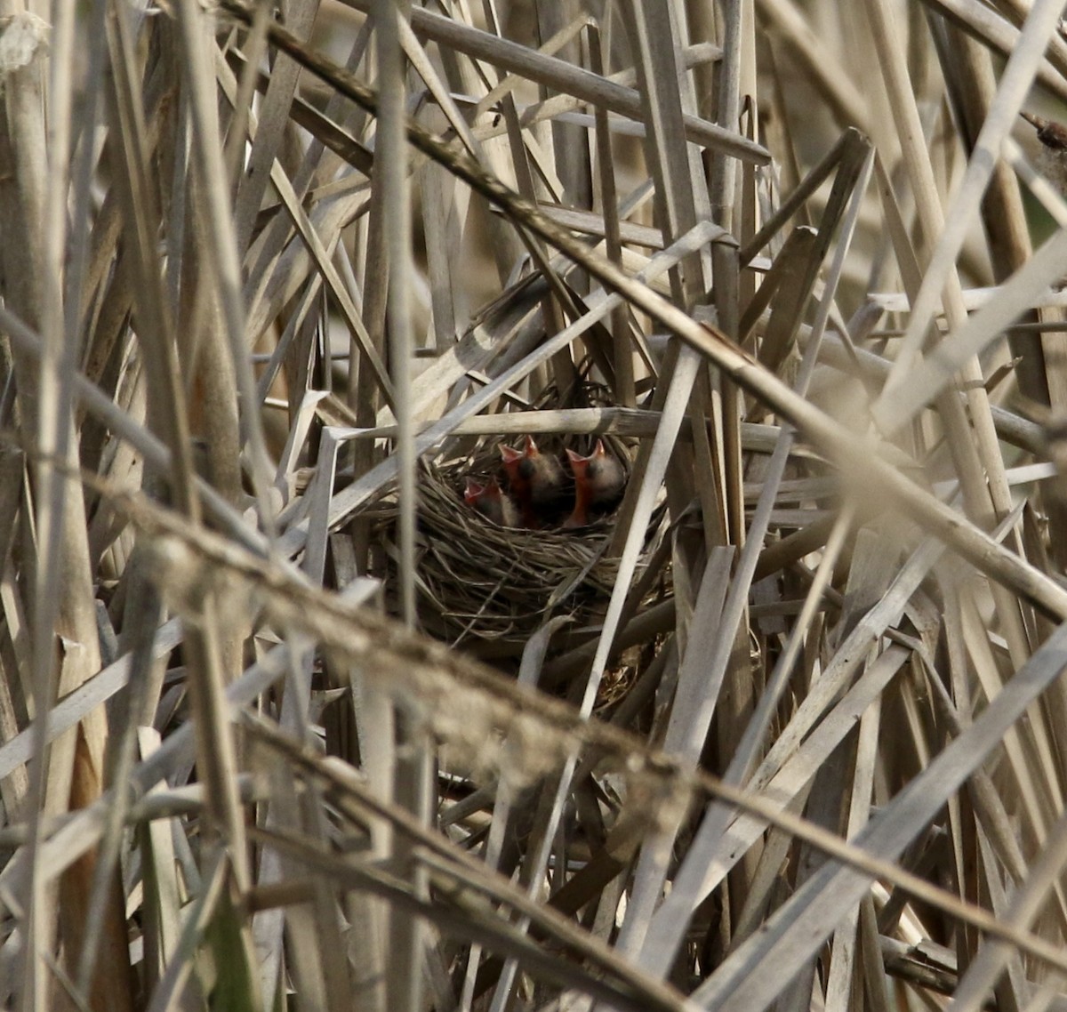 Red-winged Blackbird - ML620246616