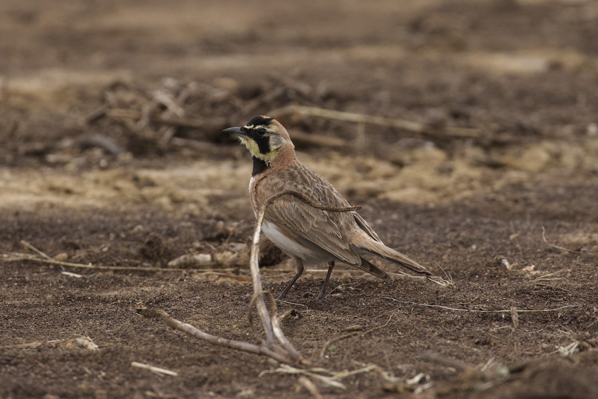 Horned Lark - ML620246617