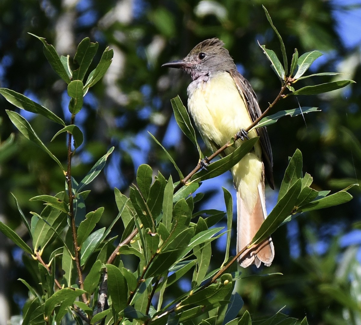 Great Crested Flycatcher - ML620246618