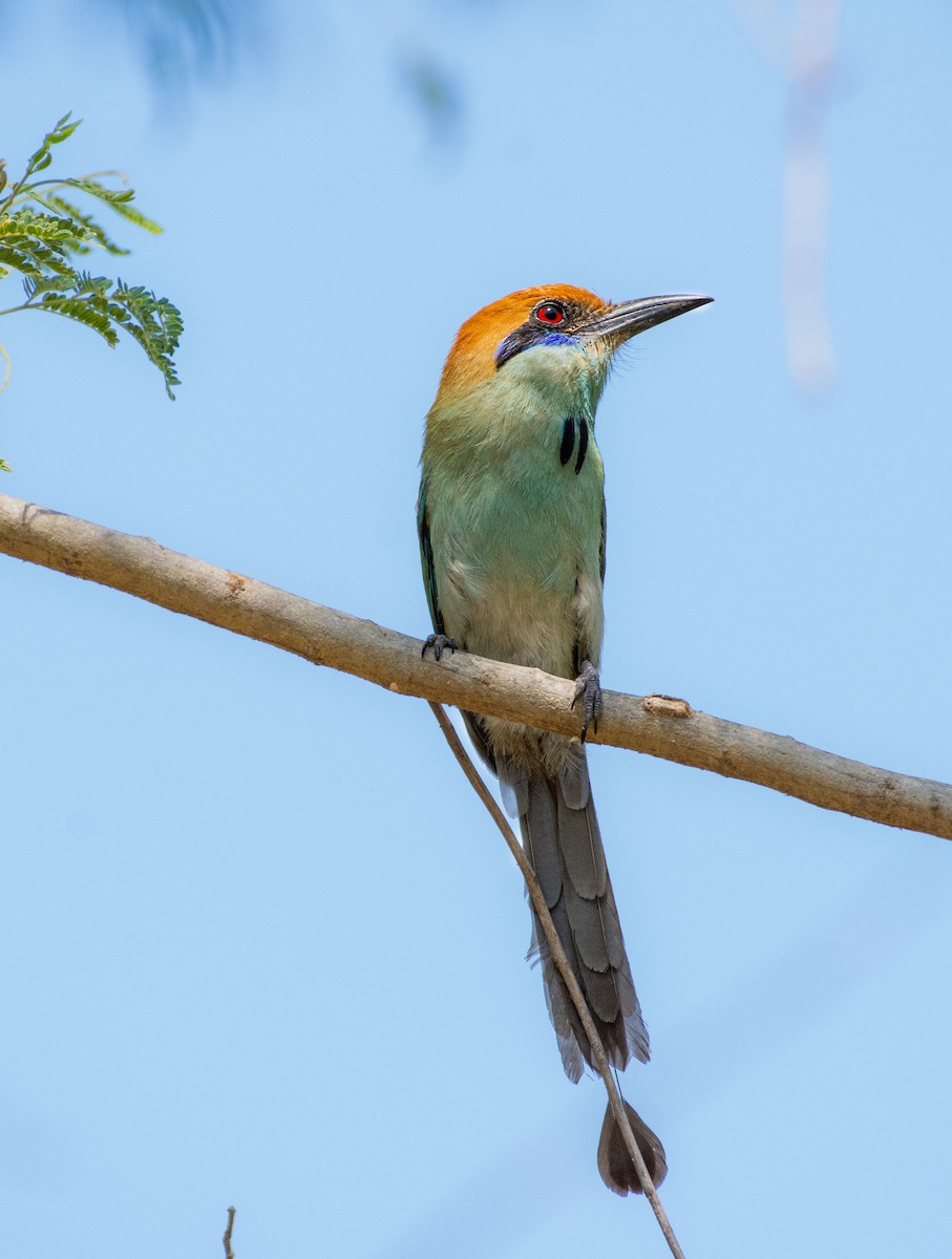 Russet-crowned Motmot - ML620246628