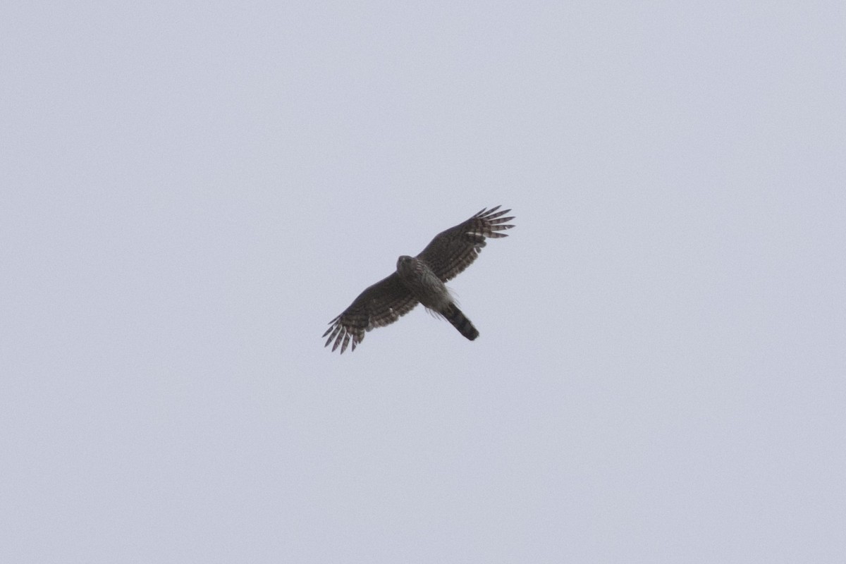 Cooper's Hawk - ML620246632