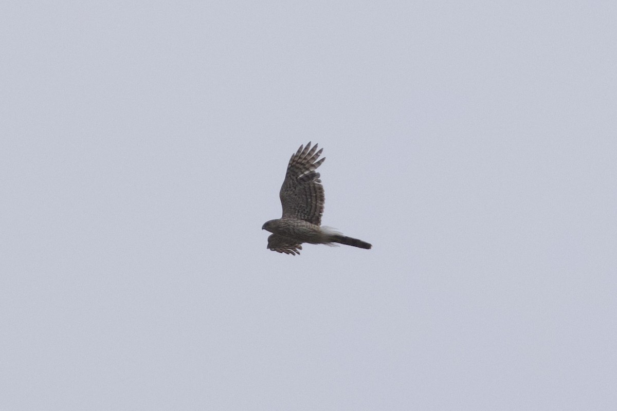 Cooper's Hawk - ML620246633