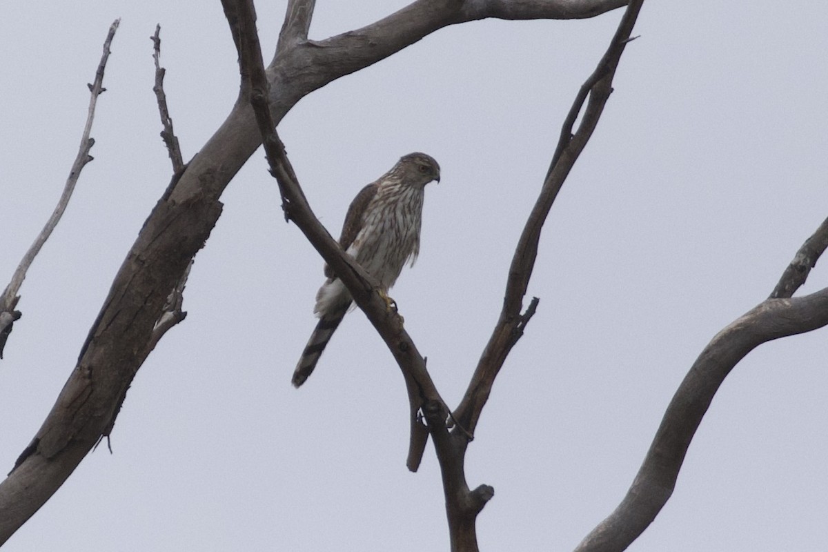 Cooper's Hawk - ML620246634