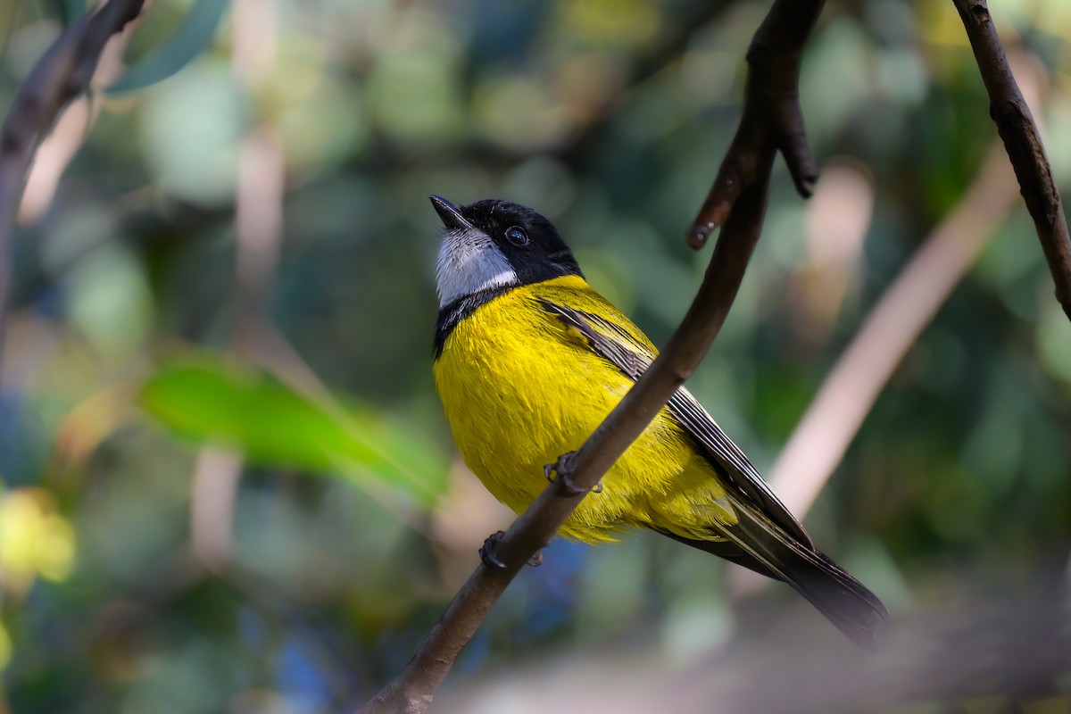 Golden Whistler - ML620246639