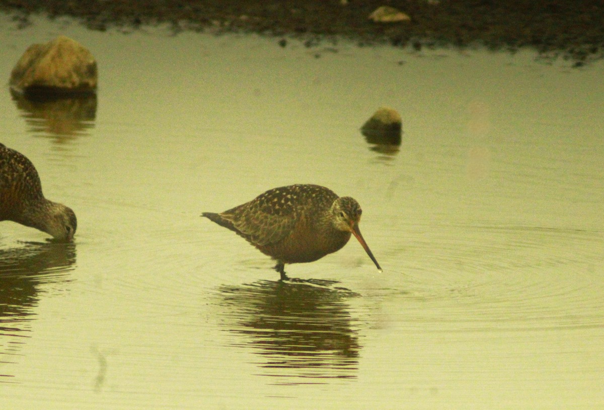 Hudsonian Godwit - ML620246640