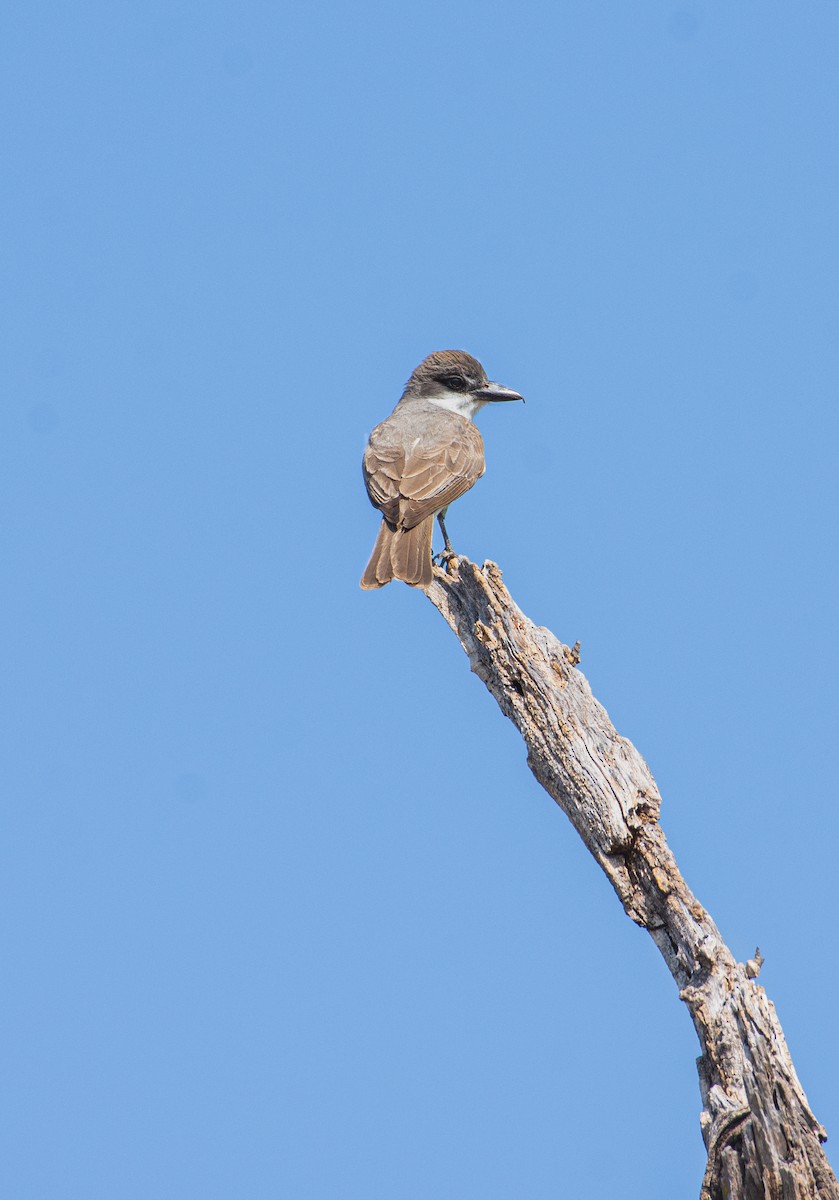 Dickschnabel-Königstyrann - ML620246653