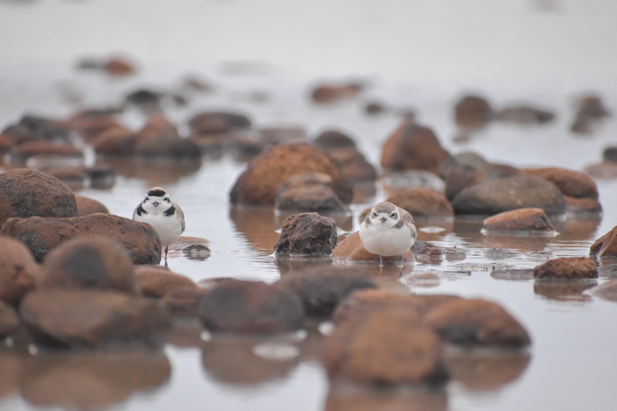 Snowy Plover - ML620246656