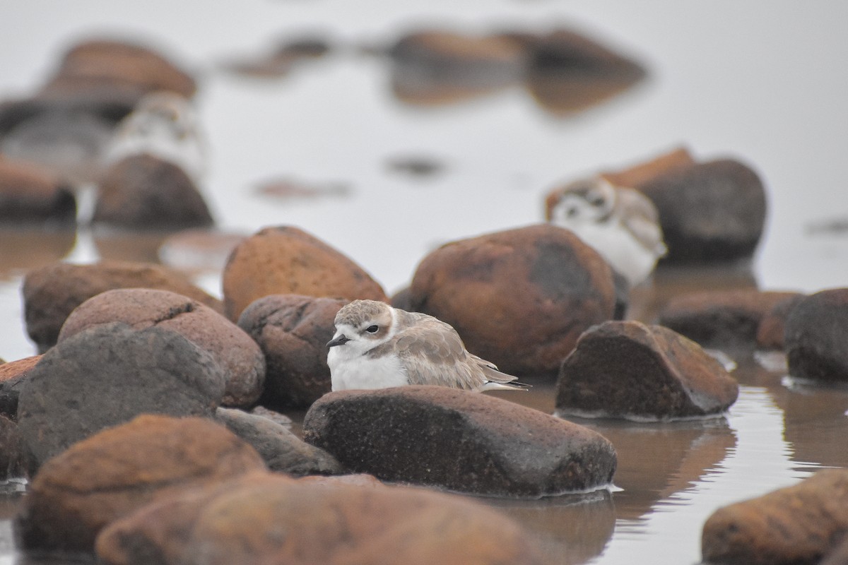 Snowy Plover - ML620246661