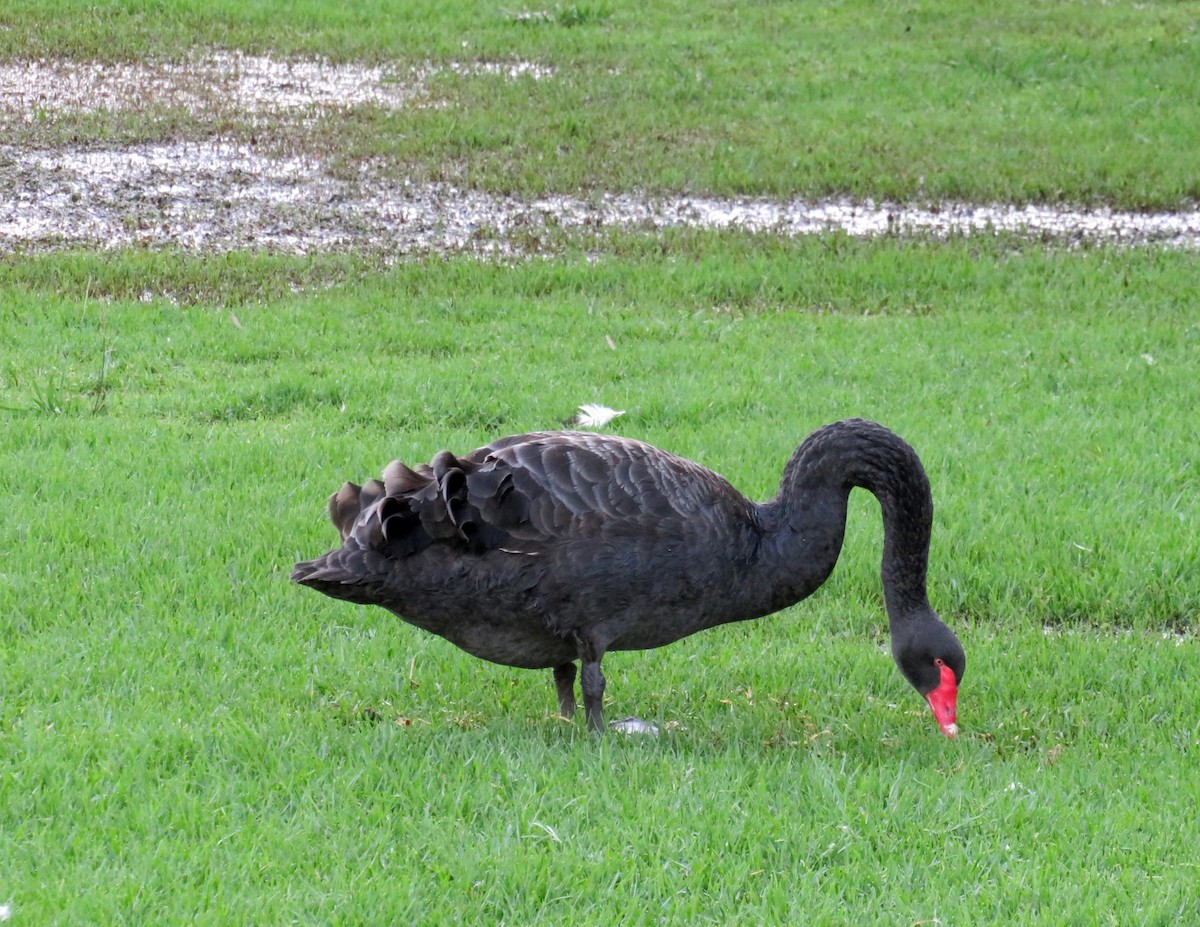 Black Swan - ML620246674