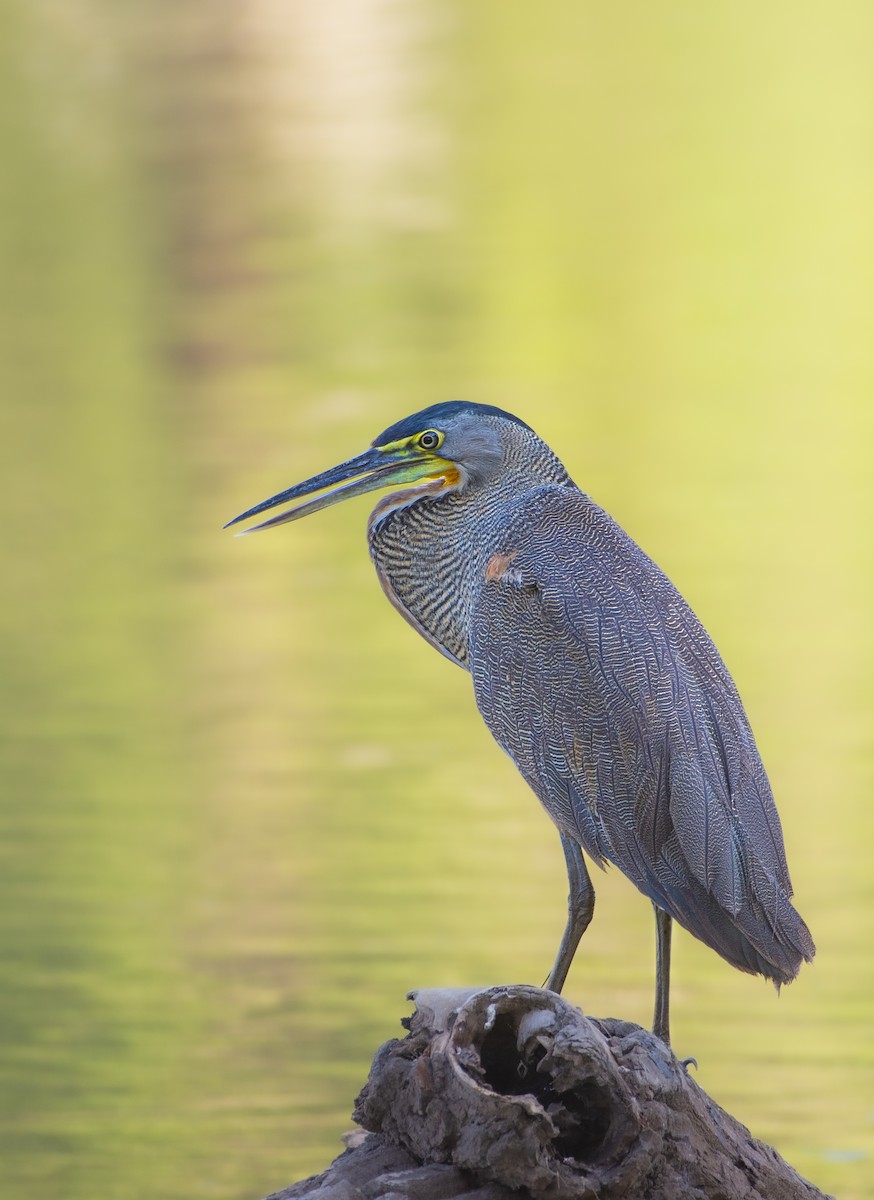 Bare-throated Tiger-Heron - ML620246676