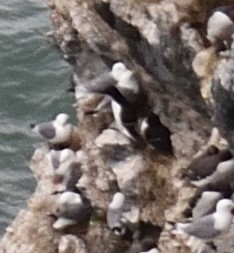 Razorbill - ML620246678